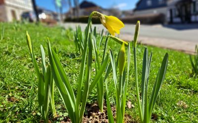 Nächsten Samstag Pflanzaktion – Helfer gesucht